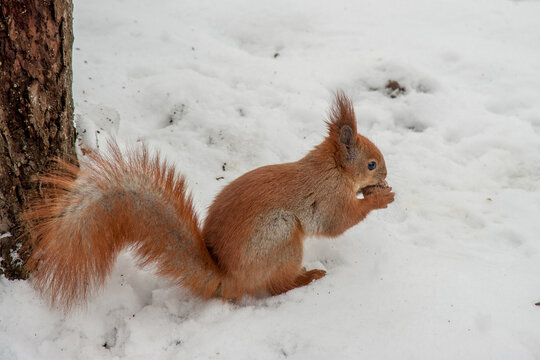 Fluffy red squirrel in the snow eats a nut. © Vitaliy