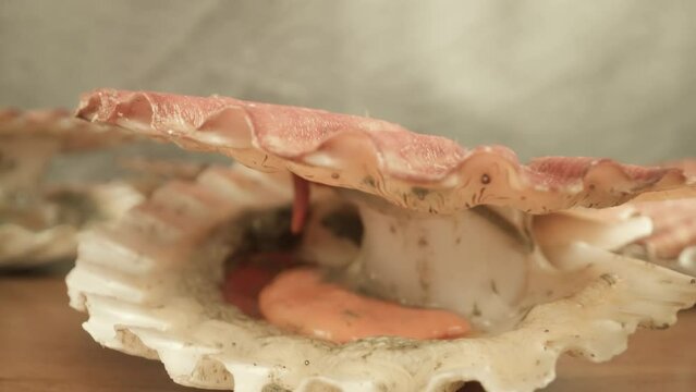 Pink-colored shell of live sea shellfish opens slowly lying on table surface under studio illumination extreme closeup push in