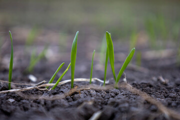 Shoots of young winter wheat. Selective focus.