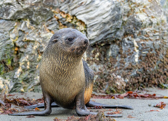 junger antarktischer Seebär / antarktische Pelzrobbe  (Arctocephalus gazella) in Südgeorgien in seiner natürlichen Umgebung