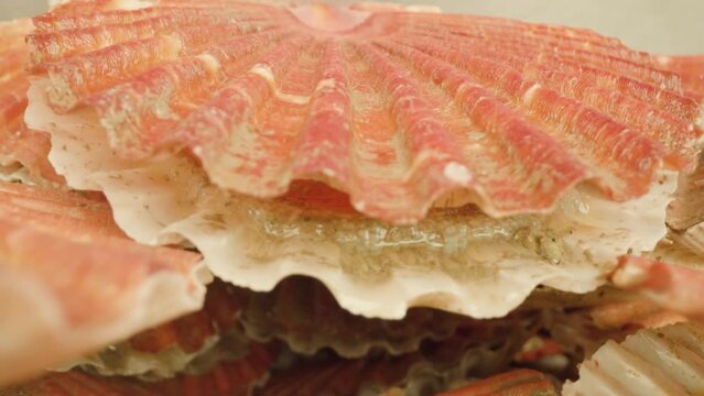Pink-colored and live seashell opens thin spotted muscle lying in mollusk pile on surface under bright illumination macro