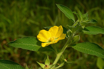 Ludwigia peruviana or Peruvian primrose-willow or Peruvian water primrose is an annual shrub with a tree trunk that has fine hairs, green leaves and flowers with four yellow petals