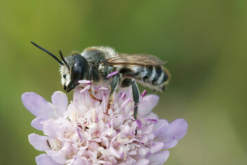 Closeup of a male white sectioned leafcutter bee, Megachile albisecta on a pink scabious flower