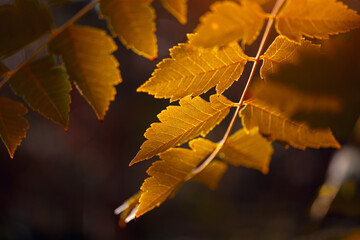 close-up of golden autumn leaves in the lumen of the sun