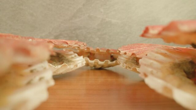 Sea scallops with spotted shells open scarlet-colored muscles lying in row on wooden table surface in studio extreme closeup push in