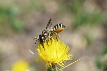 Close up of a large colorful female white sectioned leafcutter bee, Megachile albisecta on a yellow Centaurea solstitialis flower