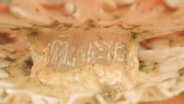 Opened spotted shell of live sea scallop colored in pink with clam mantle under bright studio illumination macro pull out