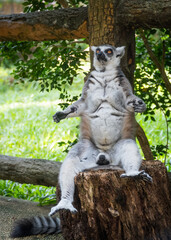 funny ring-tailed lemur sits on a stump in the zoo in Vietnam