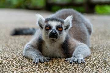 funny ring-tailed lemur (Lemur catta) lying on the path in the zoo in Vietnam
