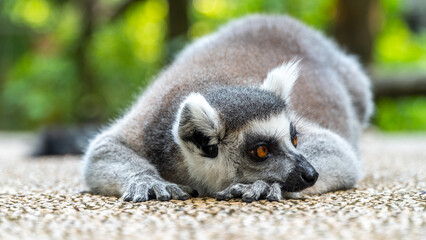 funny ring-tailed lemur (Lemur catta) lying on the path in the zoo in Vietnam
