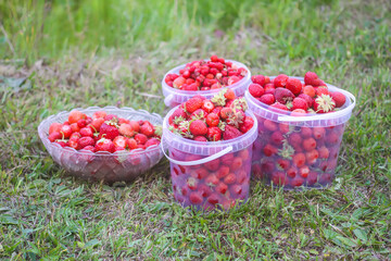 Red ripe strawberries in bowls outdoors. Fresh organic berries for healthy eating. Summer harvest