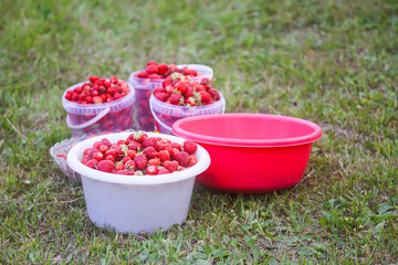 Red ripe strawberries in bowls outdoors. Fresh organic berries for healthy eating. Summer harvest