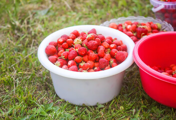 Red ripe strawberries in bowls outdoors. Fresh organic berries for healthy eating. Summer harvest