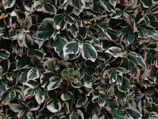 Evergreen background