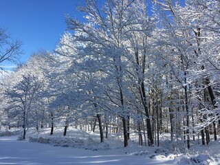 trees in the snow