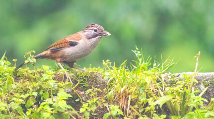 Fototapeta premium Hoary-throated barwing