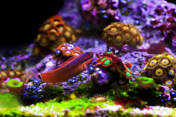 Tail-spot bleeny fish - Ecsenius stigmatura