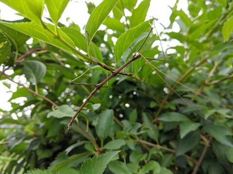 Stick insect in a bush
