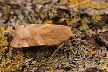 Closeup on a pale colored Yellow underwing mont, Noctua fimbriata, sitting on wood