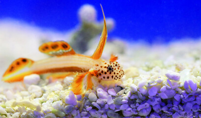 Spike-fin flaming Goby - Discordipinna griessingeri © Kolevski.V
