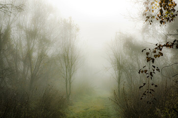 Mist. Selective focus, blurry background. 