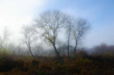 Obraz na płótnie Canvas Mist. Selective focus, blurry background. 