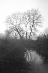 Mist. Selective focus, blurry background. 