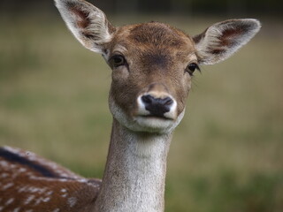 Rehe in freier Wildbahn