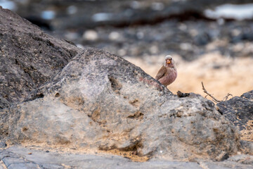 a bird on a rock