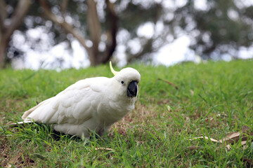 Close up of a Sulphur-crested Cockatoo looking at the viewer, Sydney New South Wales Australia