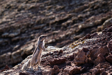 Squirrel standing on a volcanic crater