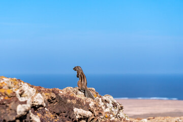 Squirrel standing on a volcanic crater
