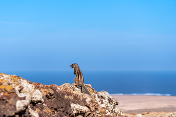 Squirrel standing on a volcanic crater
