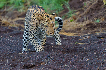 Leopard (Panthera Pardus) hunting. This male was hunting in the early morning in a dry riverbed in Mashatu Game Reserve in the Tuli Block in Botswana                    