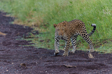 Leopard (Panthera Pardus) hunting. This male was hunting in the early morning in a dry riverbed in Mashatu Game Reserve in the Tuli Block in Botswana                    