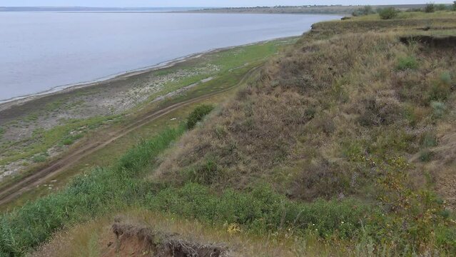 Wild forbs from steppe plants on the bank of the Tiligul estuary, Ukraine