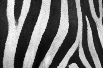 black and white stripes of zebra
