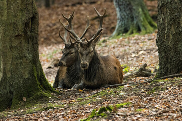 Cerf élaphe