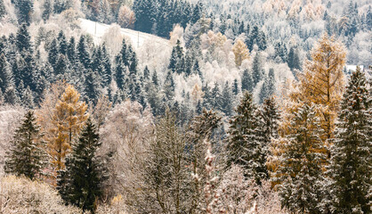 First snow in the forest at the late autumn