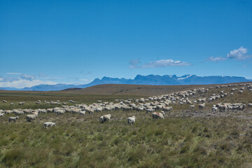 flock of sheep in argentinian patagonia