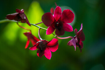Closeup of red Dendrobium bigibbum, Cooktown orchid.