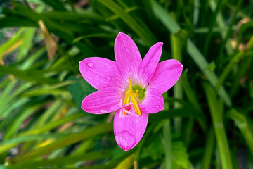 Fototapeta premium Beautiful flowers and plants in the garden.