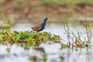 Bronze-winged jacana (Metopidius indicus) in wetlands