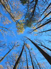 Looking Up Into the Forest