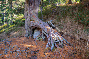 Trunk and roots of a large larch tree (Larix decidua) have grown over a rock. On the forest floor there are countless number of fallen needles from the larch trees. Autumn image.