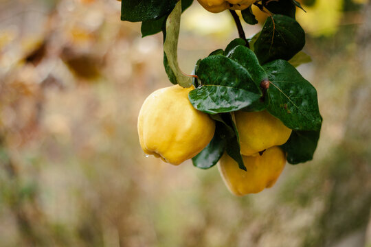 Quince on a tree. Autumn harvest. Healthy organic food. Copy space.