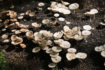 white mushrooms on the ground growing on black mulch
