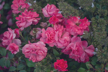 Obraz na płótnie Canvas pink rose close up, backgraund, wallpaper