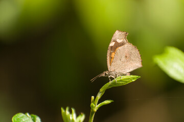 butterfly perching on aleaf