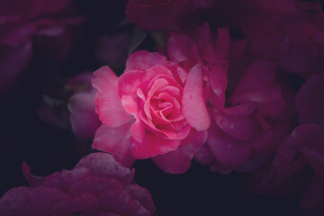 pink rose close up, backgraund, wallpaper